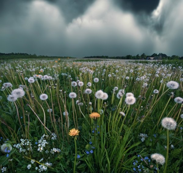 Ночное поле одуванчиков