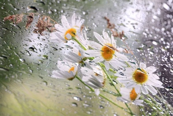 Летний дождь