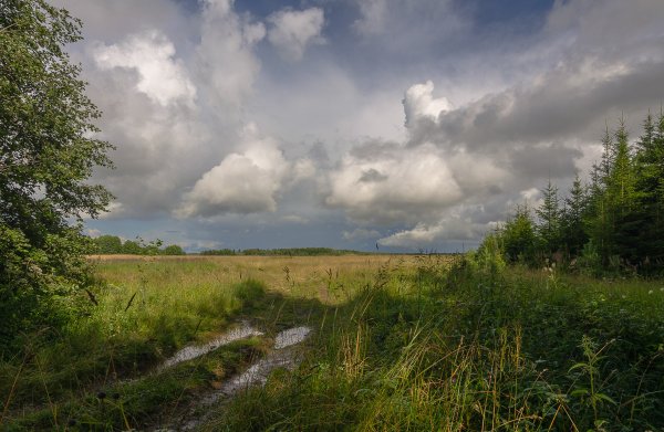 Пасмурное лето