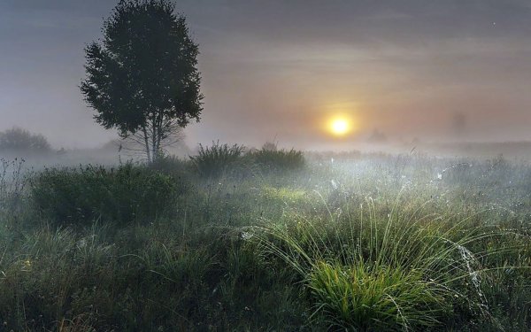 Рассвет туман роса