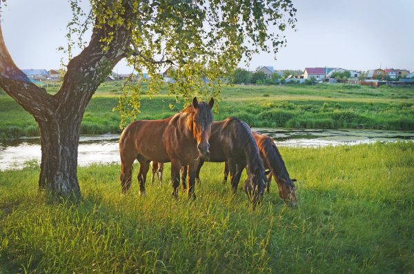 Конь в деревне