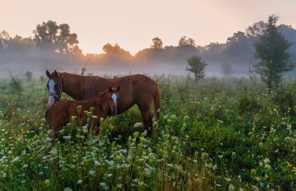 Лошади на лугу