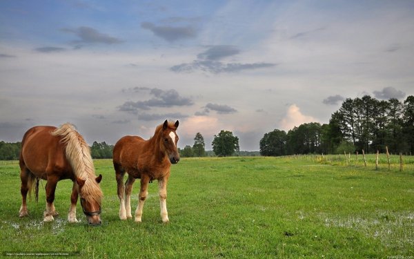 Лошадь в поле