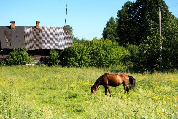 Лошади в селе