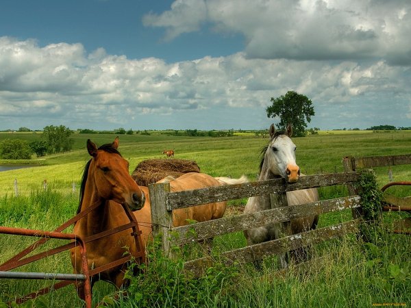 Деревенский пейзаж с лошадьми