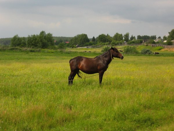 Деревенские лошади