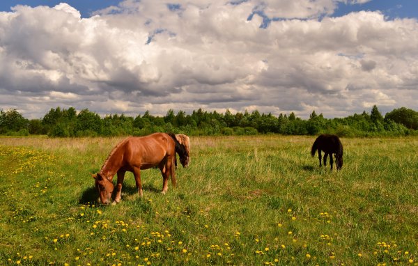 Лошадь в поле