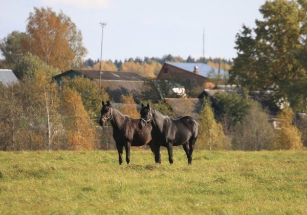 Лошадки в деревне