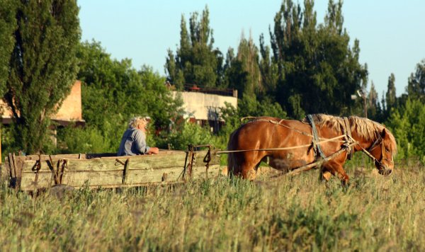 Кобыла с телегой деревня