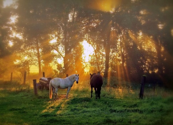 Лошадь в лучах солнца