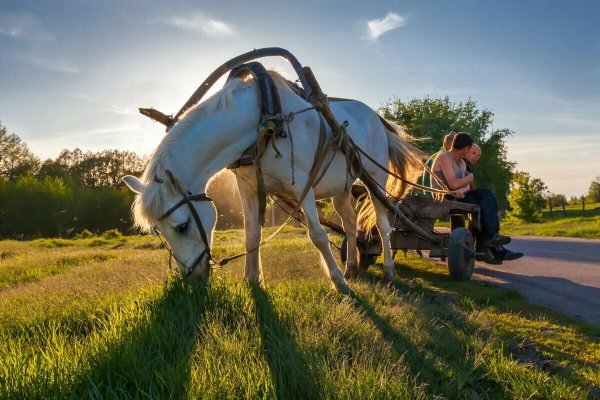 Оглобельно постромочная запряжка
