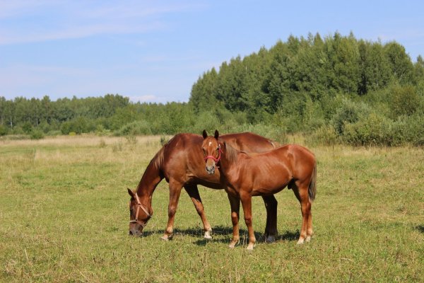 Деревенские лошади