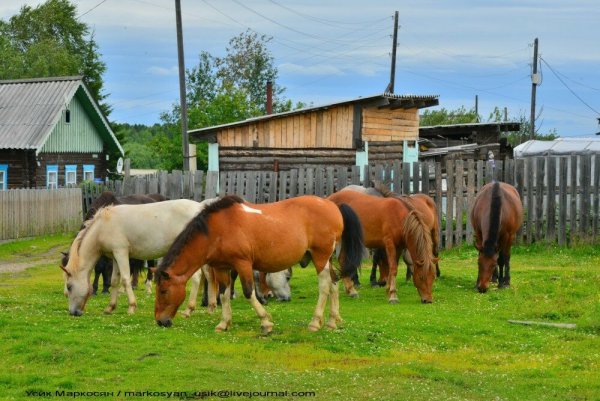 Село Новокачалинск лошади