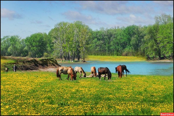 Табун лошадей Башкирия