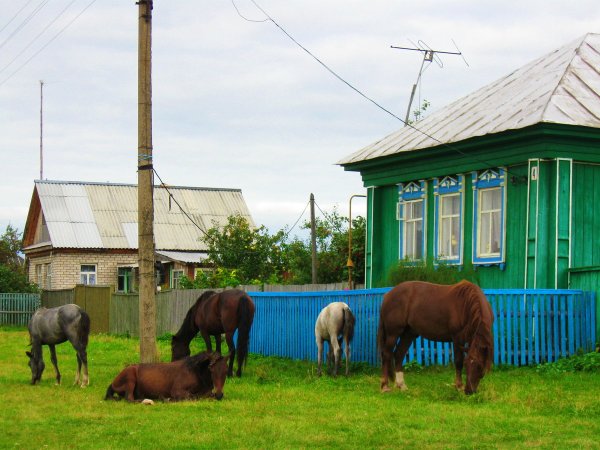 Лошади в селе