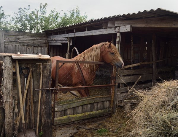 Конюшня в деревне