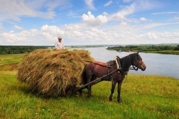 Сенокос деревня природа