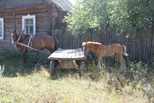 Конь в деревне
