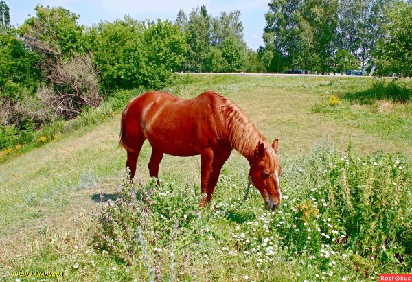 Лошадь в деревне летом