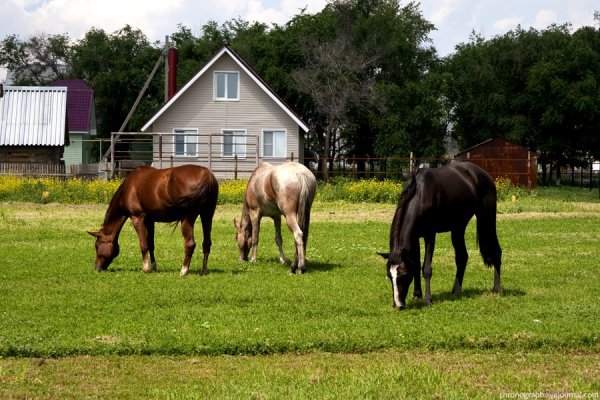 Коневодство в селе