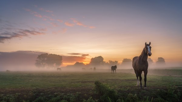 Лошадь в поле