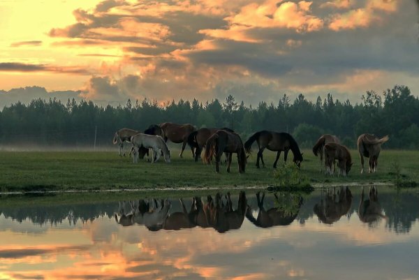 Лошадь в реке