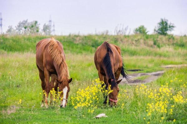Лето деревня лошади