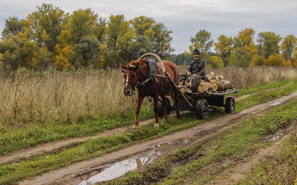 Повозка с лошадью в деревне
