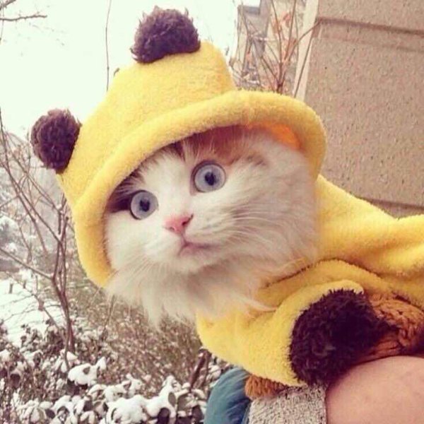 Котик в желтой шапочке