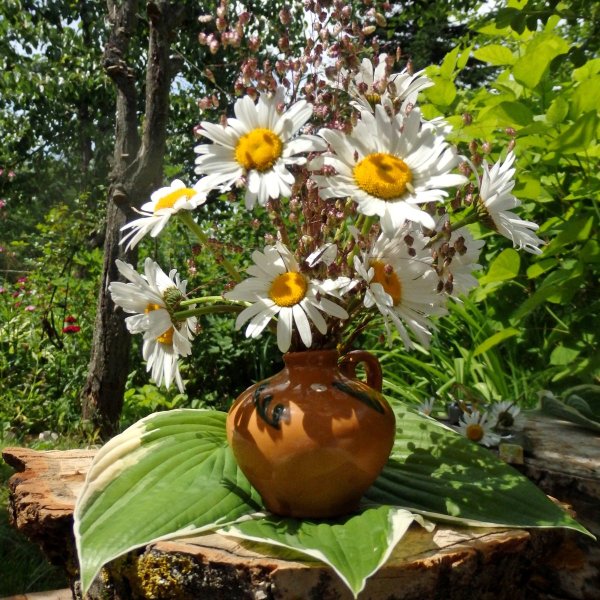 Цветы летом на даче