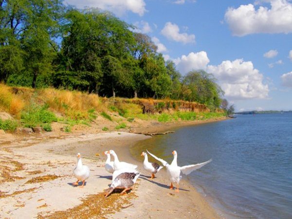 Природа Ростова