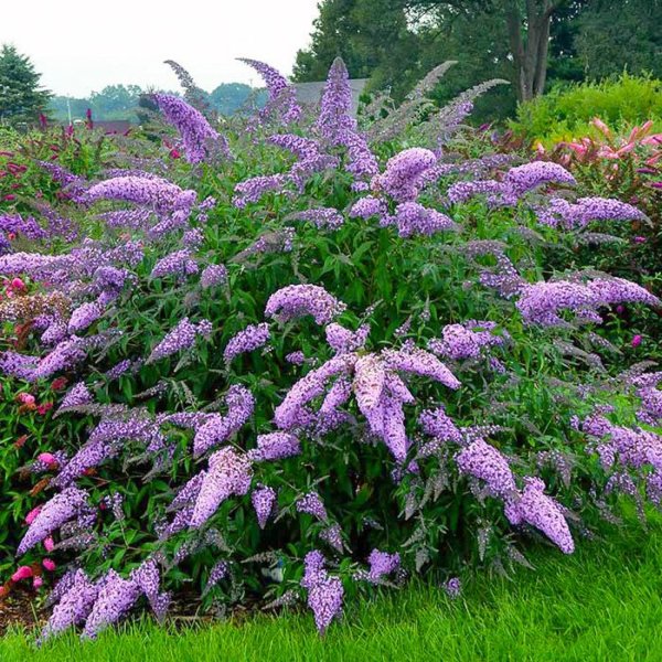 Кустарник Давида будлея