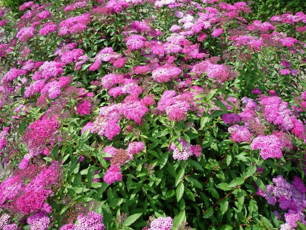 Кусты многолетники