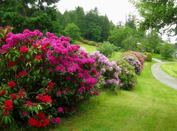 Рододендрон спирея