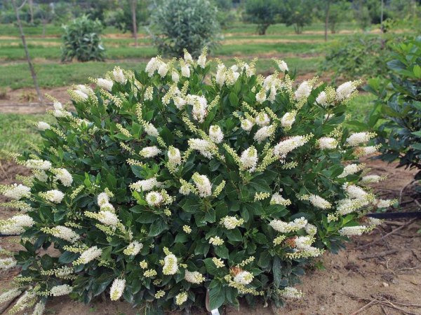 Кальмия мелколистная