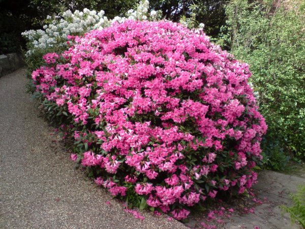 Гортензия метельчатая крупнолистная