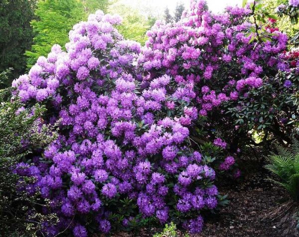 Пузыреплодник головчатый