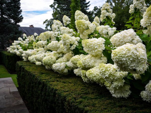 Рододендрон спирея