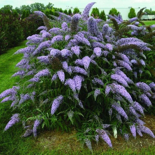 Лагерстремия куст