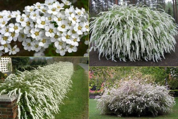 Гортензия Садовая крупнолистная