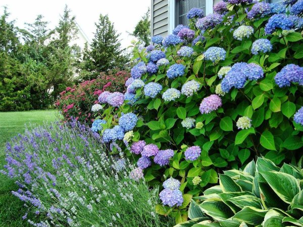 Bougainvillea spectabilis