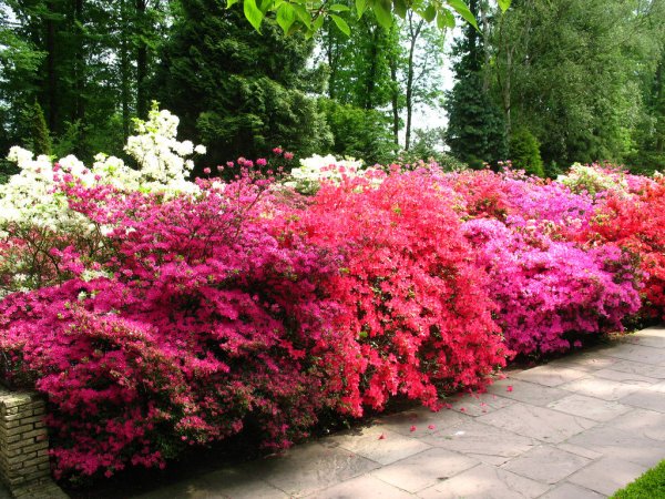 Рододендрон Канада