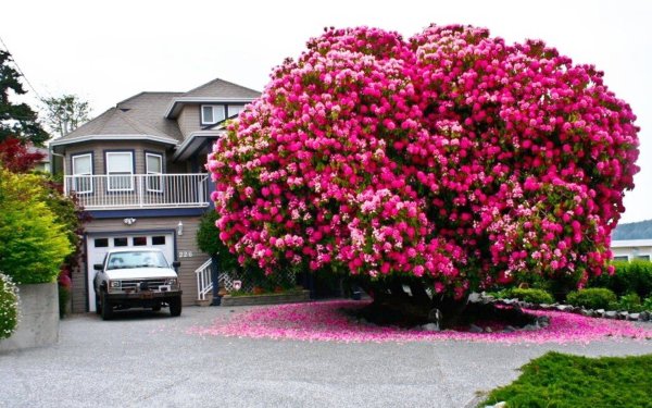 Азалия рододендрон древовидная