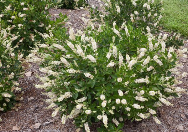 Рододендрон спирея