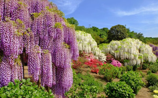 Буддлея Баттерфляй Буш