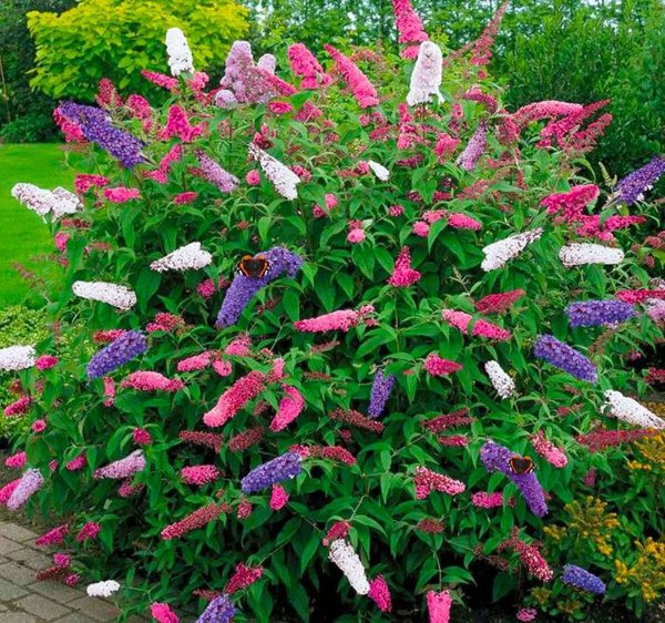 Гортензия древовидная "Инкрэдибл"