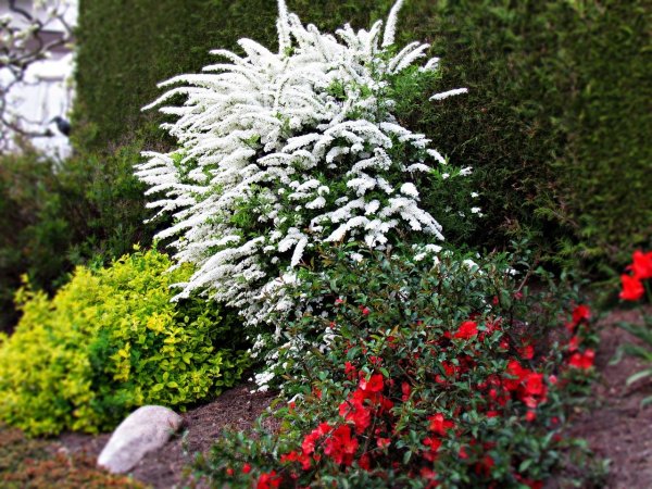 Красивые растения для сада