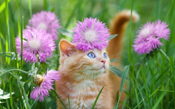 Котики лето