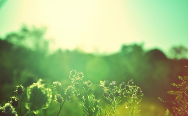 Солнце и зелень