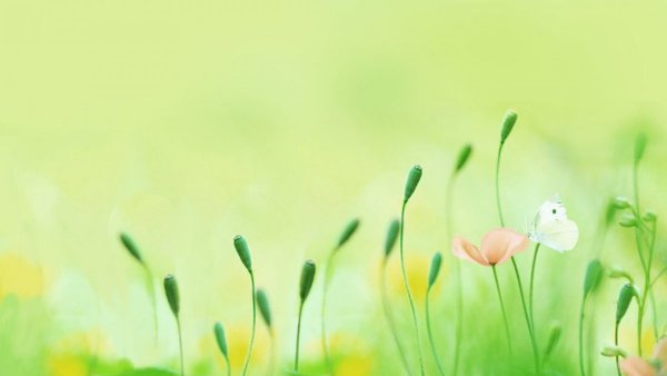 Весенний фон